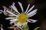 Elliott's aster